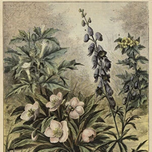 Harmful plants (colour litho)