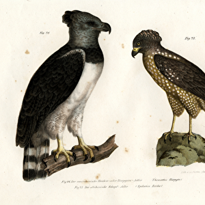 Harpy Eagle, 1864 (colour litho)