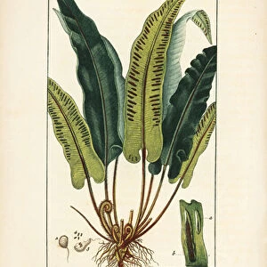 Hart s-tongue fern, Asplenium scolopendrium, with leaf, seed and root. Handcoloured stipple copperplate engraving by Lambert Junior from a drawing by Pierre Jean-Francois Turpin from Chaumeton