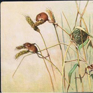 Harvest Mice, illustration from Pads, Paws and Claws by P. Pycraft, 1924 (colour litho)