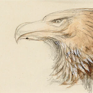 The Head of a common Golden Eagle, from Life, 8-11 September 1870