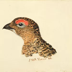 Head of Grouse, from The Farnley Book of Birds, c. 1816 (pencil and w / c on paper)