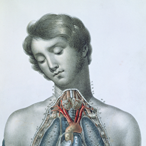 The heart and organs in the chest, from Manuel d