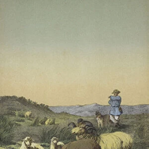 Heaths of Central Europe: shepherd and sheepdog with Moorland and Merino sheep (colour litho)