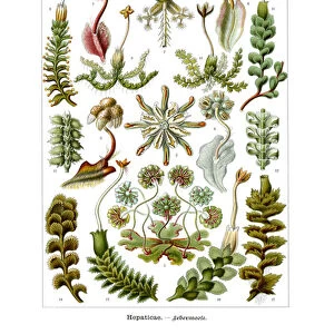 Hepaticae, 1899-1904 (colour litho)