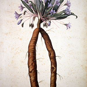 Herbarium : Atropa mandragora