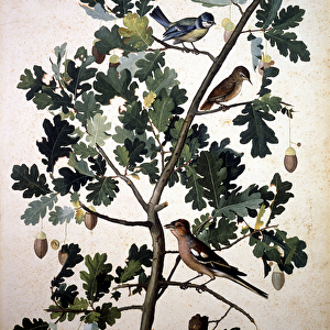 Herbarium : Quercus robur (oak leaf) Parus Caeruleus (blue tit)