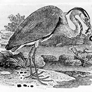 Heron, illustration from A History of British Birds by Thomas Bewick, first