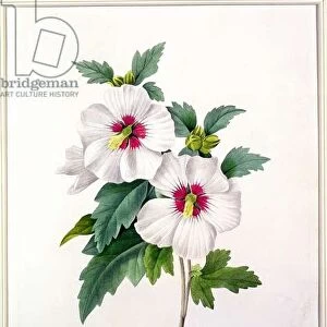 Hibiscus syriacus, engraved by Bessin, from Choix des Plus Belles Fleurs