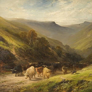Highland Cattle (oil on canvas)