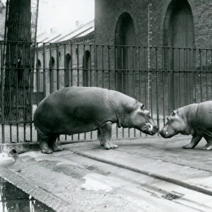 Hippopotamuses Bobbie and Joan are introduced at London Zoo