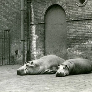 Hippopotamuses Bobbie and Joan at London Zoo, July 1923 (b / w photo)