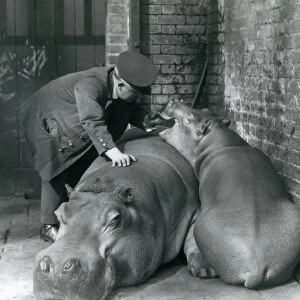 Hippopotamuses Joan and Jimmy at London Zoo in 1927 (b / w photo)