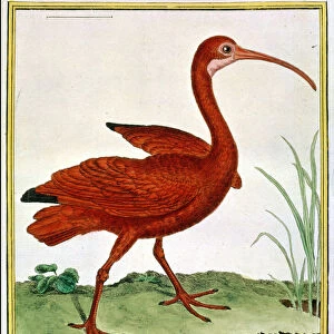 Histoire Naturelle des Oiseaux - Le Courly Rouge