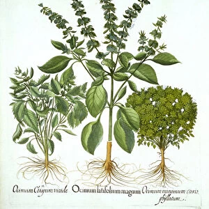 Holy Basil, and Two Further Varieties of Basil, from Hortus Eystettensis