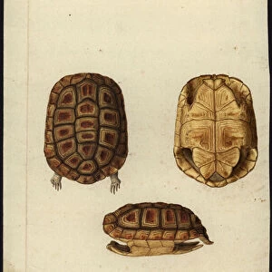Homopus areolatus, before 1792 (w / c on paper)