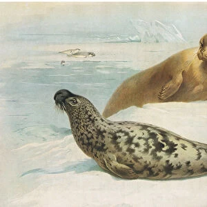 Hooded Seal and Bearded Seal, from Thorburns Mammals published by Longmans and Co, c