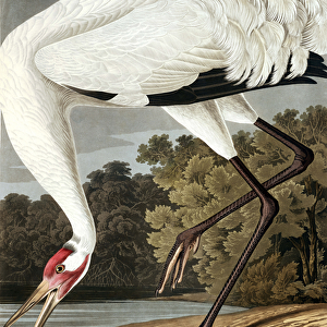 Hooping Crane, Grus Americana, from "The Birds of America"by John J