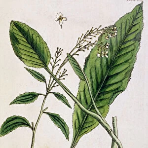 Horseradish, plate 415 from A Curious Herbal, published 1782 (colour engraving)