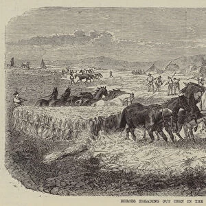 Horses Treading out Corn in the Roman Campagna (engraving)