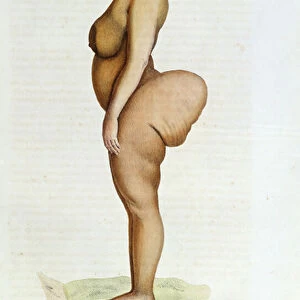 The Hottentot Venus, Bushman woman, from L Histoire Naturelle des Mammiferes