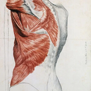 Human Anatomy;Muscles of the Torso and Shoulder (pencil & red chalk on paper)