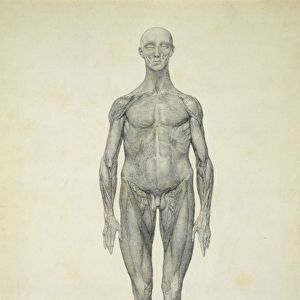 The Human Figure, anterior view, from the series A Comparative Anatomical Exposition