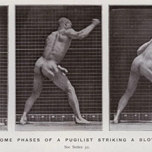 The Human Figure in Motion: Some phases of a pugilist striking a blow (b / w photo)