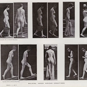 The Human Figure in Motion: Walking, under various conditions (b / w photo)