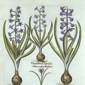 Hyacinths and an Autumn Crocus, from Hortus Eystettensis