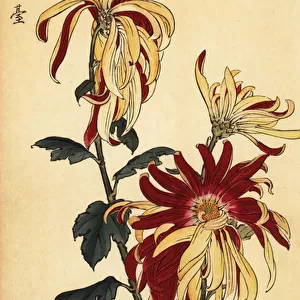 Hybrid yellow and crimson chrysanthemum. 1893 (engraving)