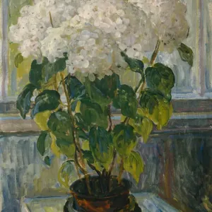 Hydrangea, 1911 Hydrangea, 1911