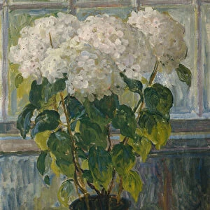 Hydrangea, 1911 (oil on canvas)