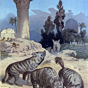 Hyenas, 1884 (illustration)