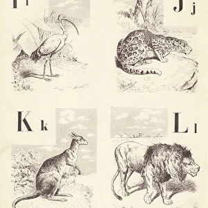 I J K L: Ibis Jaguar Kangaroo Lion, 1901 (illustration)