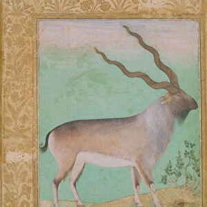 Ibex, Mughal (gouache on paper)