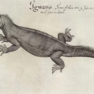 Iguana (litho) (b / w photo)