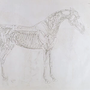 Illustration from The Anatomy of the Horse, including a particular description of the bones