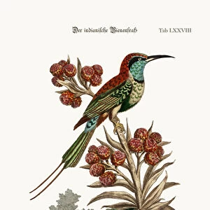 The Indian Bee-Eater, 1749-73 (coloured engraving)