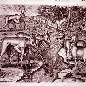 Indians using deer skins to hunt other deer (Engraving, 1595)