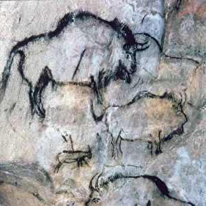 Injured Bison, Magdalenian (cave painting)