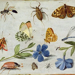 Insects (oil on copper)