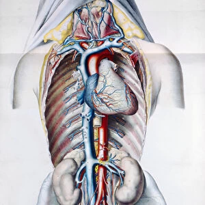 Internal organs of a woman, plate from Recherches Anatomiques, Physiologiques