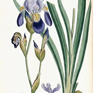 Iris Germanica, 1847 (hand-coloured engraving)