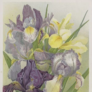 Irises (chromolitho)