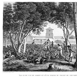 Island of Guam: Natives at Work in the Garden of the Governors Palace