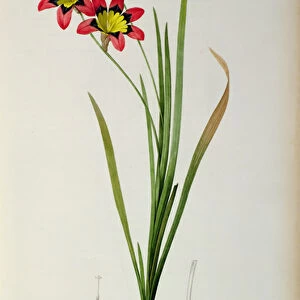 Ixia Tricolor, from Les Liliacees, 1805 (coloured engraving)