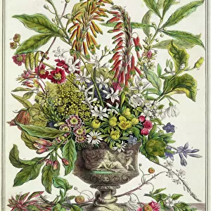Botanical: Flowers Pre-19th Century