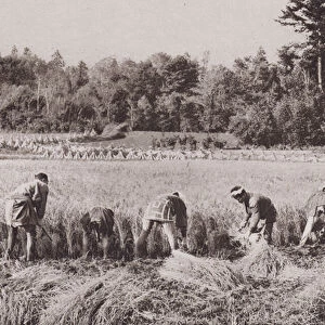 Japan: Cutting Rice (b / w photo)