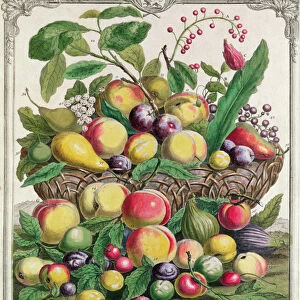 July, from Twelve Months of Fruits, by Robert Furber (c